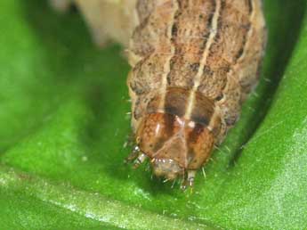  Chenille de Xestia sexstrigata Hw. - �Philippe Mothiron