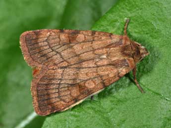 Xestia sexstrigata Hw. adulte - �Philippe Mothiron