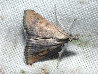 Hyperlais siccalis Gn. adulte - �Philippe Mothiron