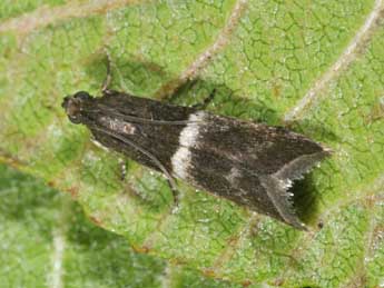 Elegia similella Zck. adulte - �Philippe Mothiron