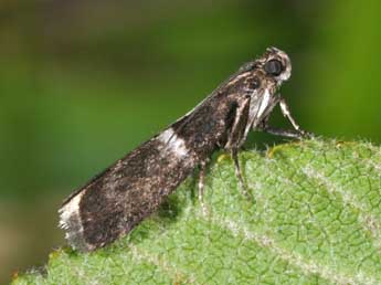 Elegia similella Zck. adulte - �Philippe Mothiron