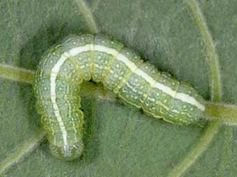  Chenille de Lithophane socia Hfn. - �Wolfgang Wagner, www.pyrgus.de