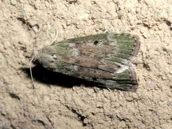 Aphomia sociella L. adulte - �Jean-Pierre Lamoline