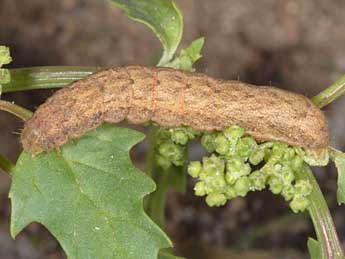  Chenille de Anarta sodae Bsdv. - �Wolfgang Wagner, www.pyrgus.de