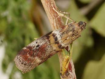 Acrobasis sodalella Z. adulte - �Friedmar Graf