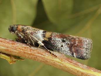 Acrobasis sodalella Z. adulte - �Friedmar Graf