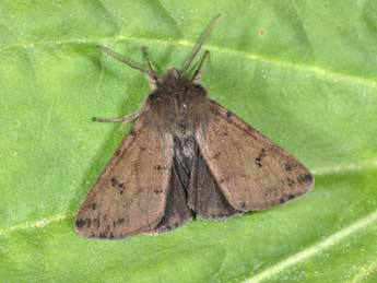 Diaphora sordida Hb. adulte - �Philippe Mothiron