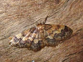 Idaea spissilimbaria Mab. adulte - �Anne Filosa