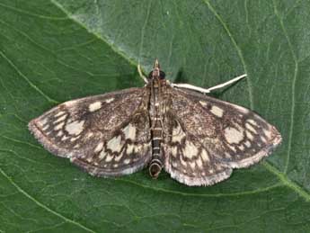 Anania stachydalis Germ. adulte - �Philippe Mothiron