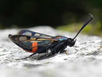 Synanthedon stomoxiformis Hb. adulte - �Philippe Mothiron