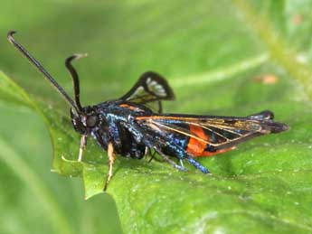 Synanthedon stomoxiformis Hb. adulte - �Philippe Mothiron