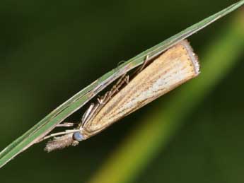 Agriphila straminella D. & S. adulte - �Philippe Mothiron