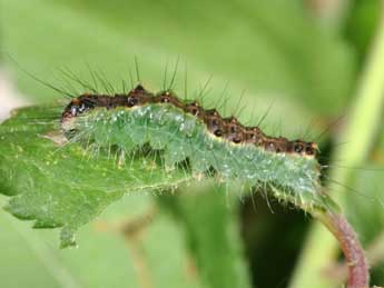  Chenille de Acronicta strigosa D. & S. - �Philippe Mothiron