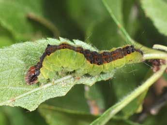  Chenille de Acronicta strigosa D. & S. - �Philippe Mothiron