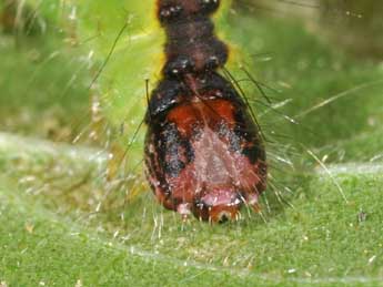  Chenille de Acronicta strigosa D. & S. - �Philippe Mothiron