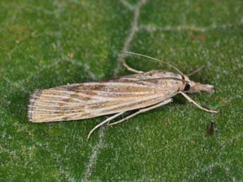 Pediasia subflavellus Dup. adulte - �Philippe Mothiron