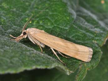 Pediasia subflavellus Dup. adulte - �Philippe Mothiron