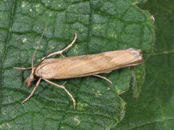 Pediasia subflavellus Dup. adulte - �Philippe Mothiron