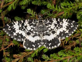 Rheumaptera subhastata Nolck. adulte - �Wolfgang Wagner, www.pyrgus.de