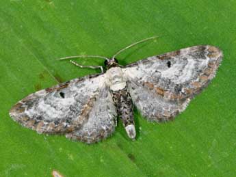 Eupithecia succenturiata L. adulte - �Philippe Mothiron