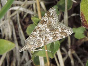 Eudonia sudetica Z. adulte - �Jean-Pierre Lamoline