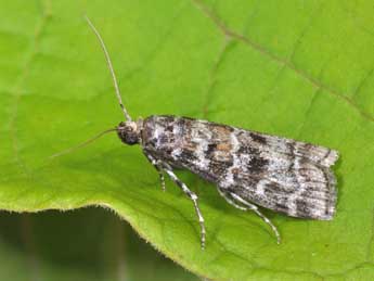 Dioryctria sylvestrella Rtzbg adulte - �Philippe Mothiron