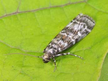 Dioryctria sylvestrella Rtzbg adulte - �Philippe Mothiron