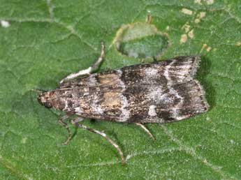 Dioryctria sylvestrella Rtzbg adulte - �Philippe Mothiron