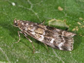 Dioryctria sylvestrella Rtzbg adulte - �Philippe Mothiron