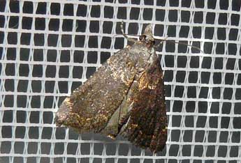 Stemmatophora syriacalis Rag. adulte - �bejac (www.insecte.org)