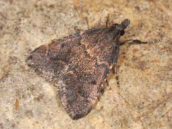 Stemmatophora syriacalis Rag. adulte - �Matthew Gandy