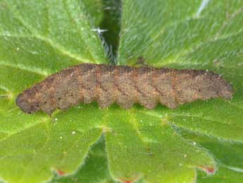  Chenille de Herminia tarsicrinalis Knoch - �Wolfgang Wagner, www.pyrgus.de