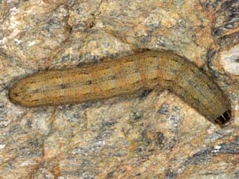  Chenille de Euxoa temera Hb. - �Wolfgang Wagner, www.pyrgus.de