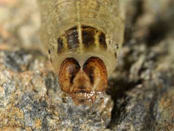  Chenille de Euxoa temera Hb. - �Wolfgang Wagner, www.pyrgus.de