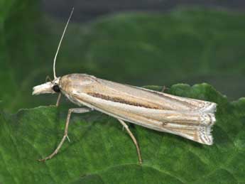 Ancylolomia tentaculella Hb. adulte - �Philippe Mothiron