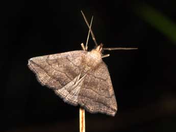 Herminia tenuialis Rbl adulte - �Philippe Mothiron