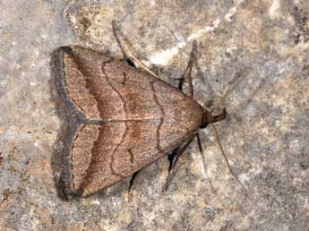 Herminia tenuialis Rbl adulte - �Philippe Mothiron