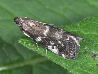 Assara terebrella Zck. adulte - �Philippe Mothiron