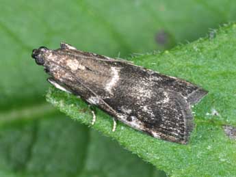 Assara terebrella Zck. adulte - �Philippe Mothiron