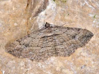 Horisme tersata D. & S. adulte - �Philippe Mothiron