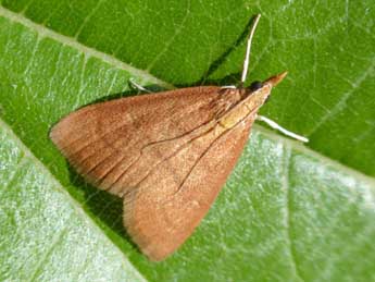 Anania testacealis Z. adulte - �Tristan Lafranchis