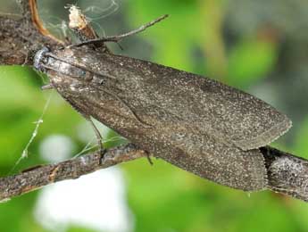 Episcythrastis tetricella D. & S. adulte - �Friedmar Graf