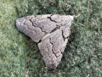 Nola thymula Mill. adulte - �Daniel Morel