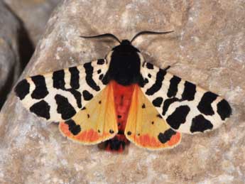 Arctia tigrina Vill. adulte - �Philippe Mothiron