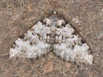 Epirrhoe timozzaria Const. adulte - �Philippe Mothiron