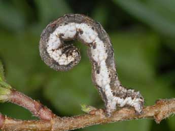  Chenille de Coenotephria tophaceata D. & S. - �Wolfgang Wagner, www.pyrgus.de