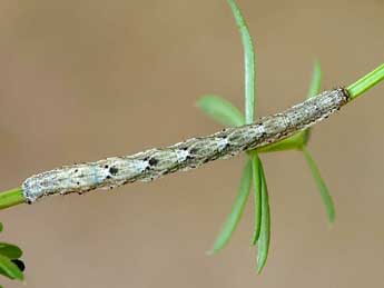  Chenille de Coenotephria tophaceata D. & S. - �Lionel Taurand