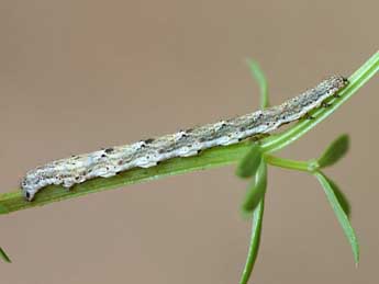  Chenille de Coenotephria tophaceata D. & S. - �Lionel Taurand