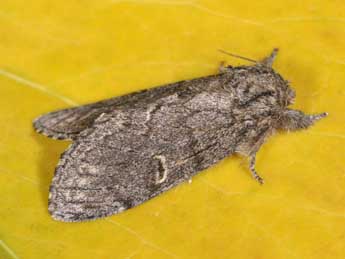 Notodonta torva Hb. adulte - �Philippe Mothiron