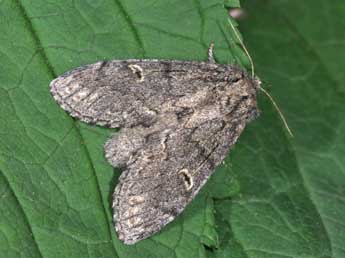 Notodonta torva Hb. adulte - �Philippe Mothiron